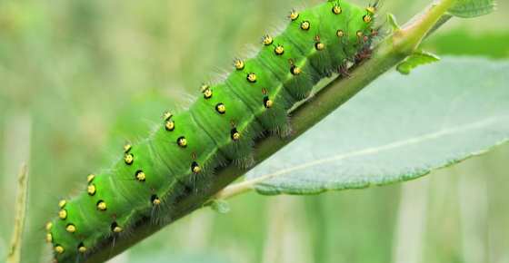 Types of Green Caterpillars with Identification Guide