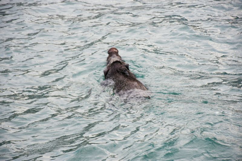 Melaka’s mythical Pulau Besar sees pig invasion swimming across Strait from Sumatra