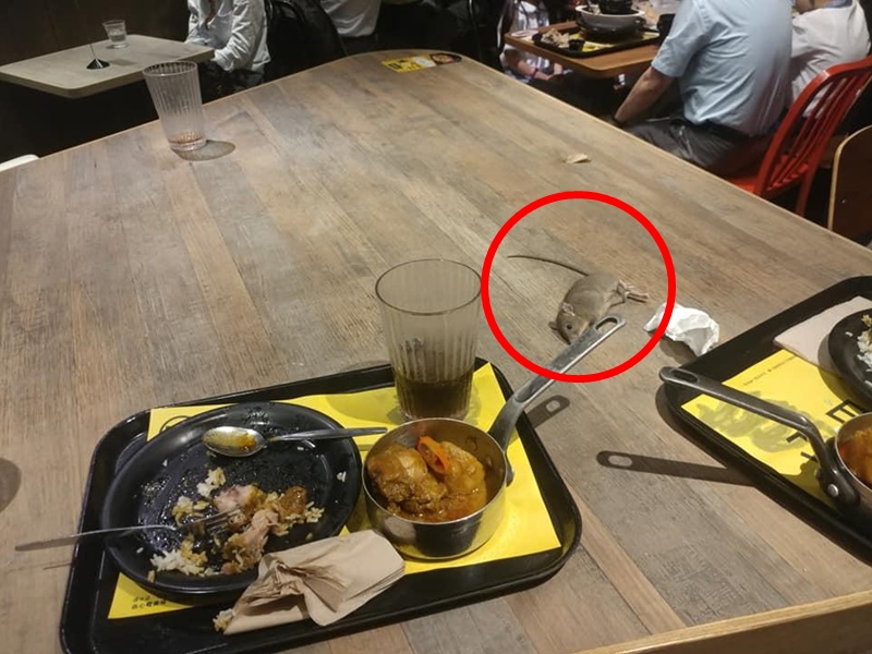 【维港会】将军澳快餐店惊现老鼠 从天而降掉落餐桌