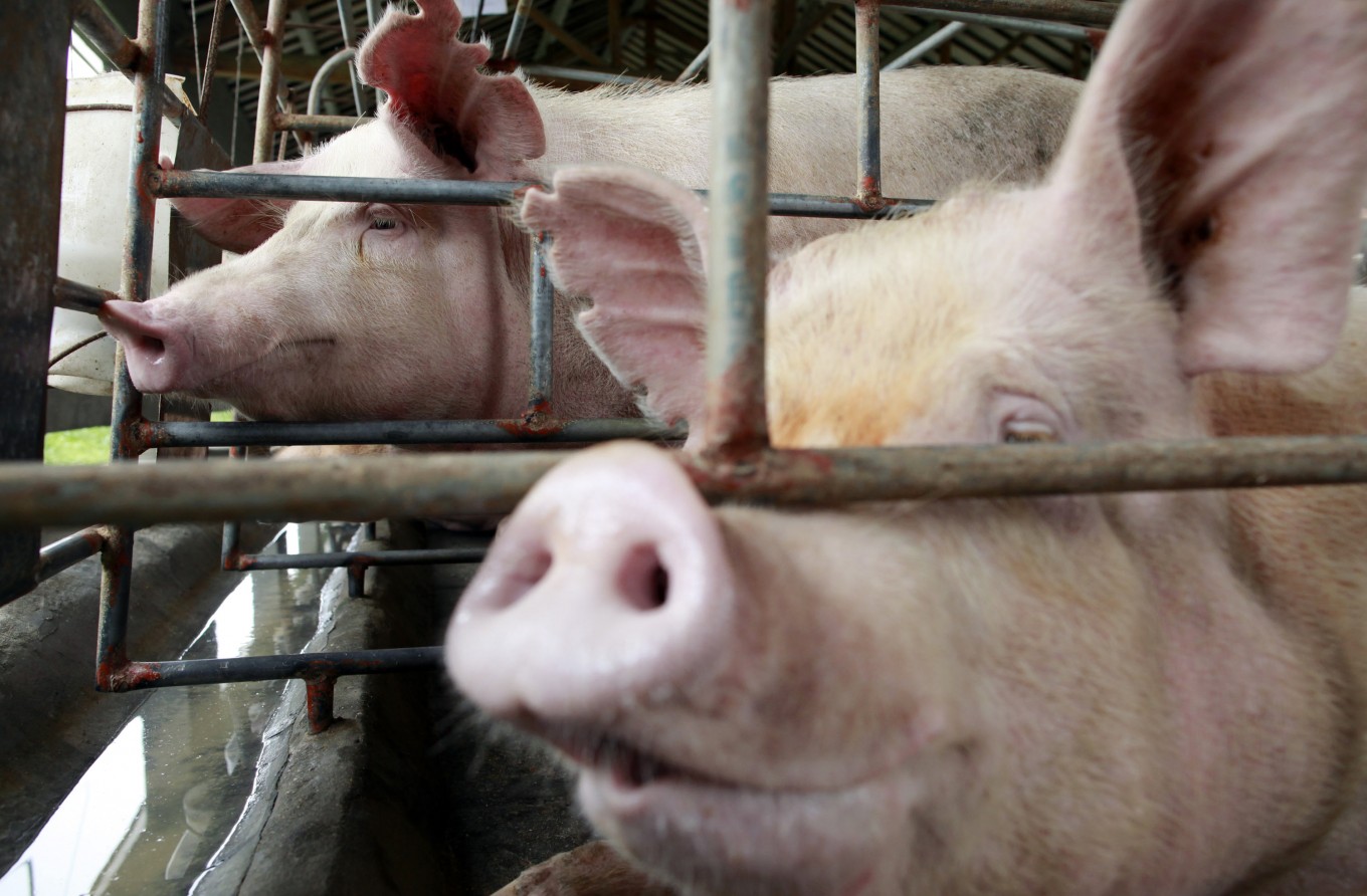 North Sumatra may cull all pigs to curb hog cholera virus