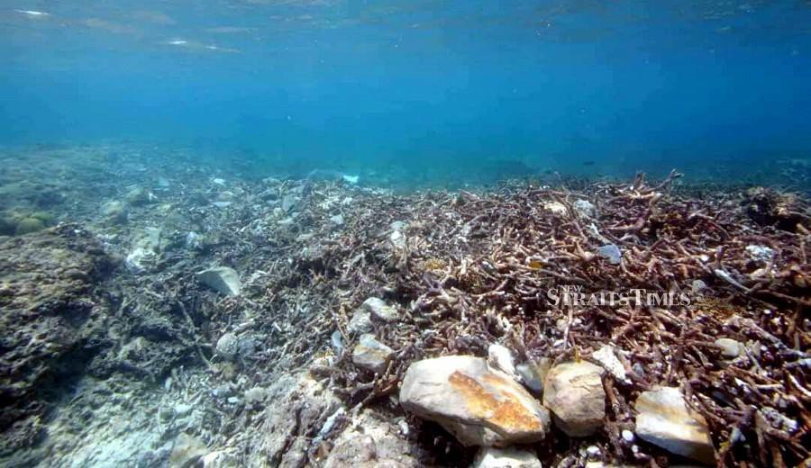 Damaged Kudat corals need 5 to 10 years to recover
