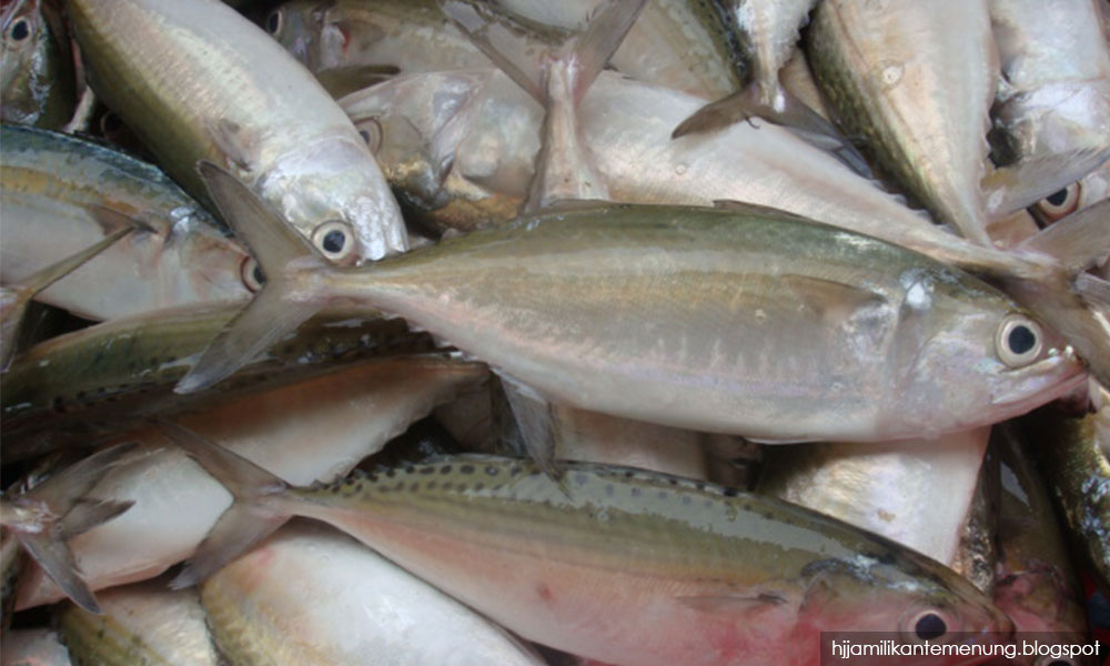 Entrepreneurs suffer losses after death of thousands of caged fish