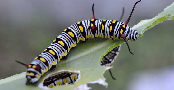 Striped Caterpillars with Pictures for Easy Identification