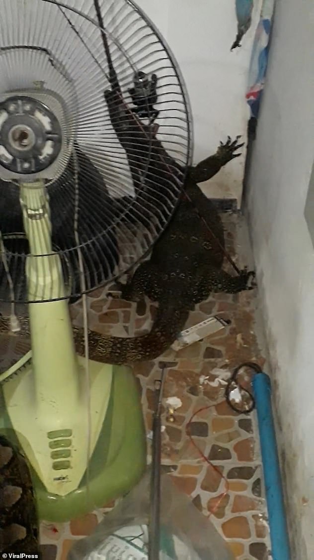 Stomach-churning moment a python regurgitates a LIVE 4ft monitor lizard and the reptile scampers off