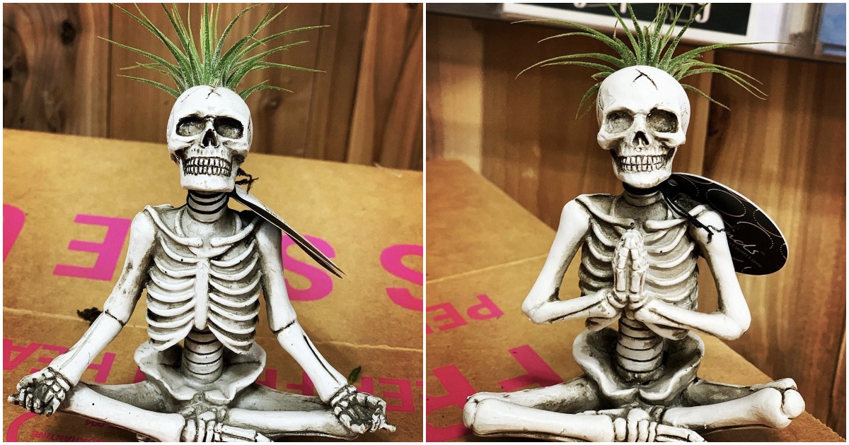 Trader Joe’s Is Selling $6 Yoga Skeleton Air Plants For Halloween