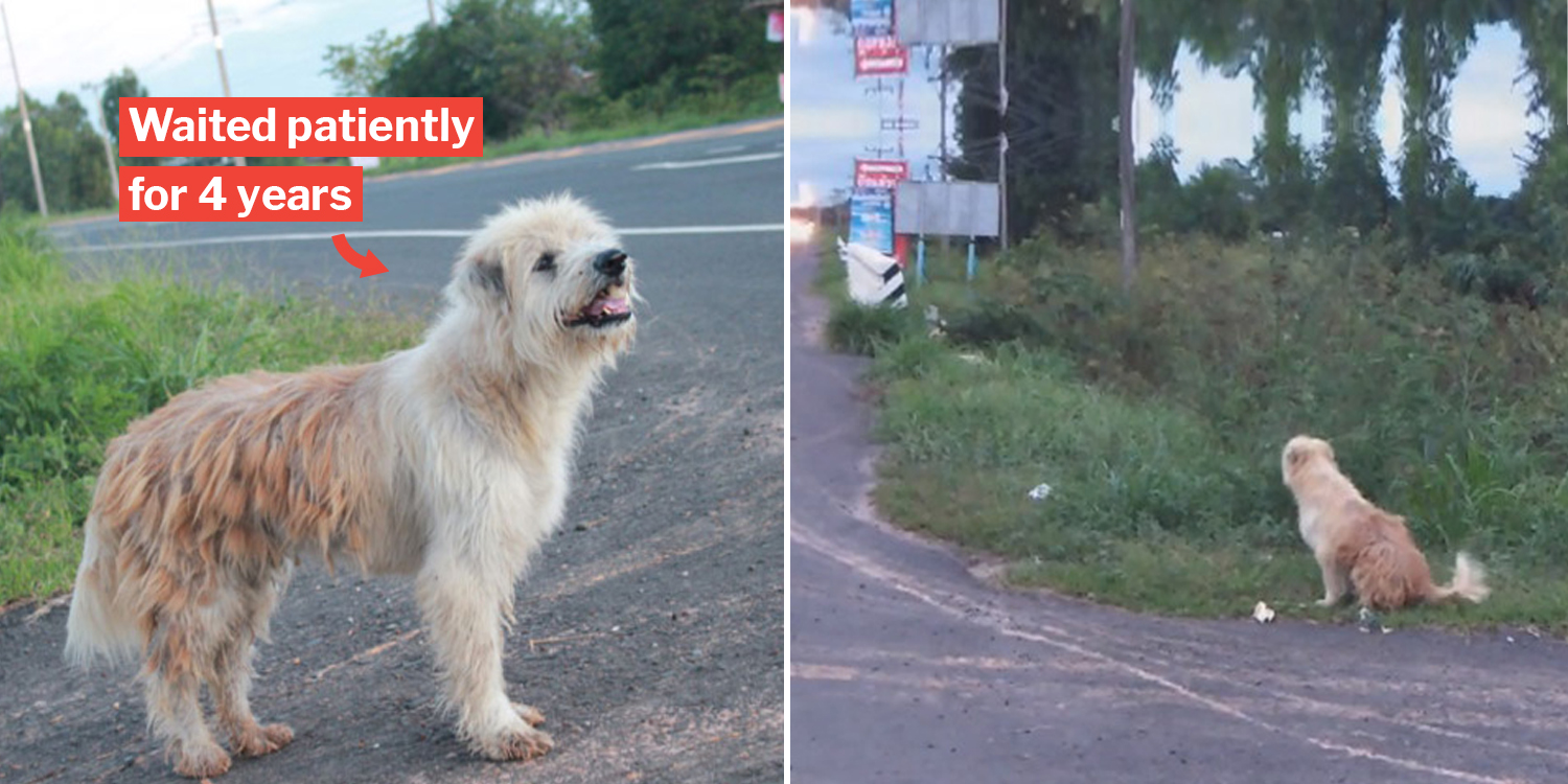 Loyal doggo reunites with family after waiting 4 years by a roadside in Thailand