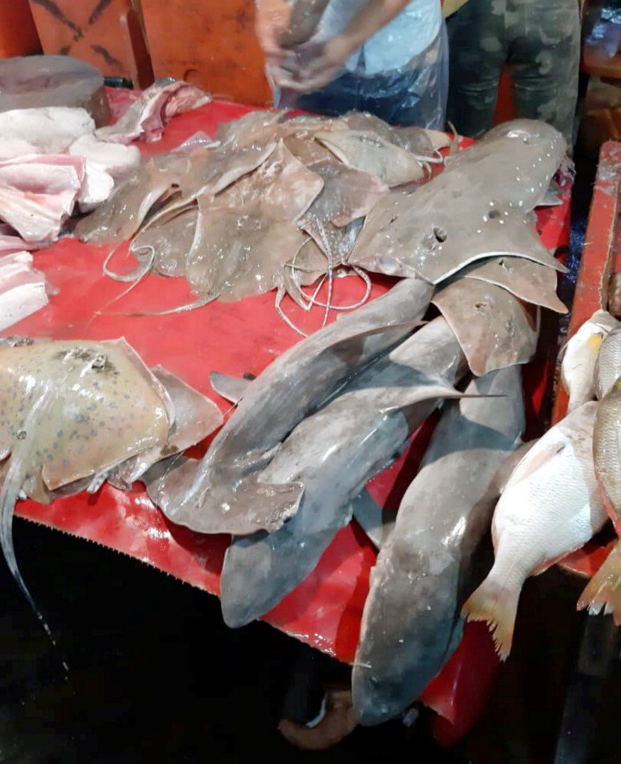 Sabah gets conservation groups' backing in move to protect sharks, rays
