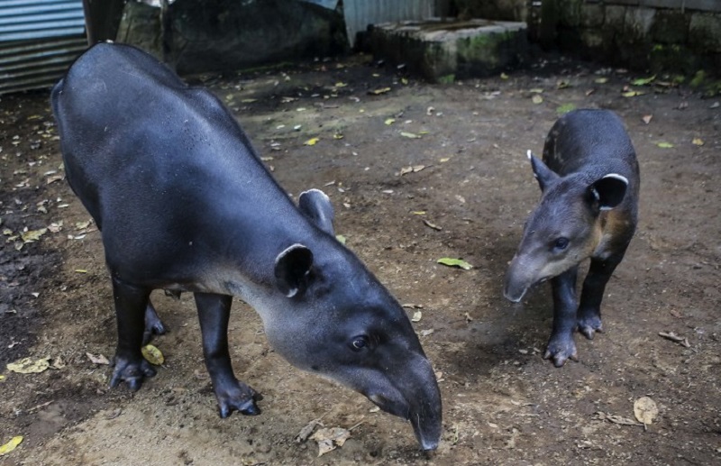 Tapir rescued after falling into drain in Terengganu