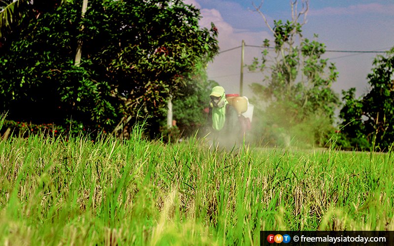 Small padi farms to become estates in Kedah, Kelantan