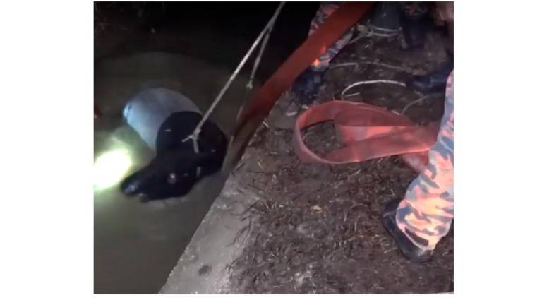 (Video) Tapir rescued after falling into drain
