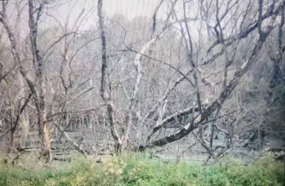 疑垃圾场泄污水　逾百吨养殖鱼死亡