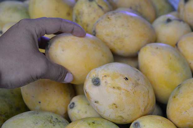 Mangoes next in line for Cambodian exports to China