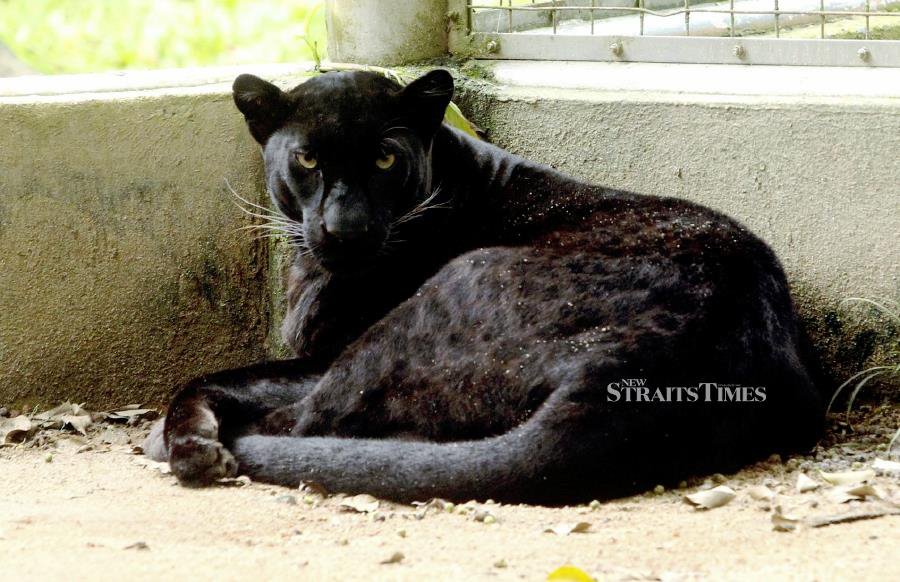 Panther, not from Wakanda, spotted prowling near homes in Dungun