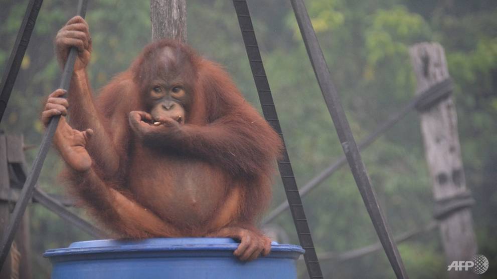 Indonesia's toxic haze affecting Borneo's orangutans: Rescuers
