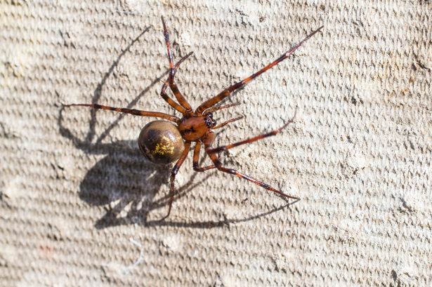 Poisonous spider sightings surge as they swarm sunny lockdown Britain