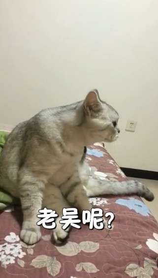实拍「毛孩说人话」　收到食物的浪猫竟用中文答谢：好人好人～