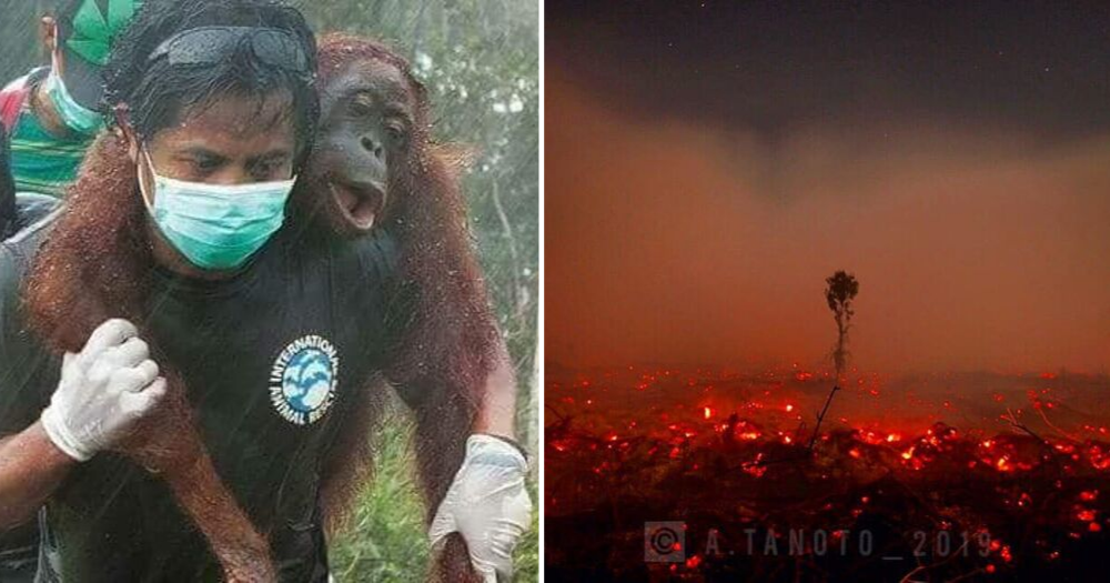Indonesia’s haze so bad orangutans suffering from respiratory infections, rescuers say