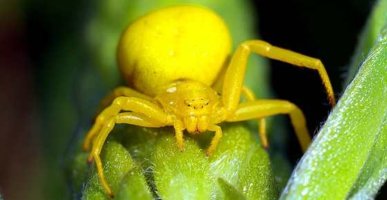 Types of Spiders and How to Identify Them (Pictures, Names, Identification Chart)