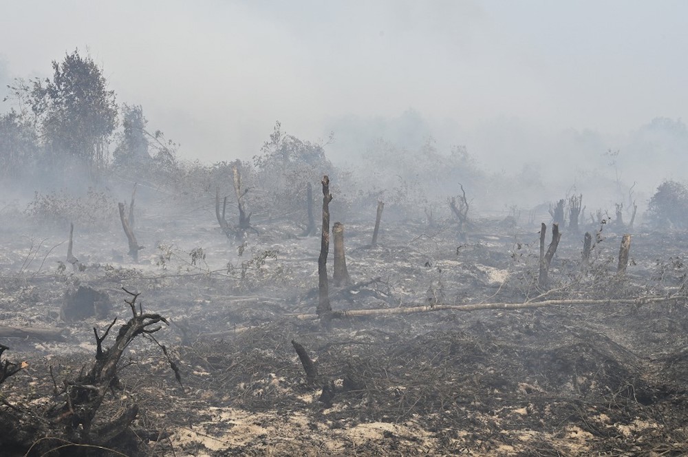 Kok: Malaysian companies won’t be protected if Indonesian forest fire claims are true