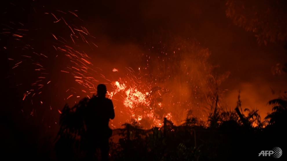 Palm oil to blame for 39% of forest loss in Borneo since 2000: Study