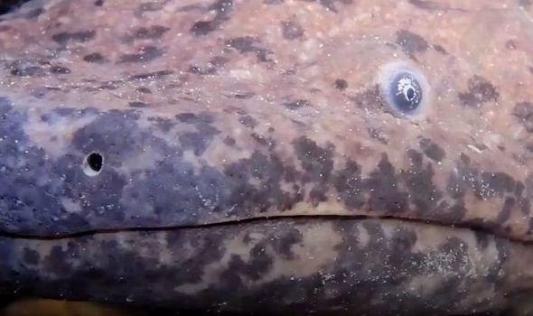 World’s largest amphibian caught in terrifying video as scientists make amazing discovery