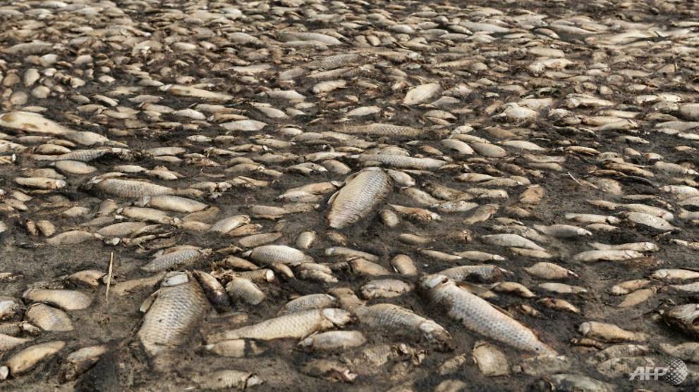 Thousands of dead fish wash up on drought-stricken Greek lake