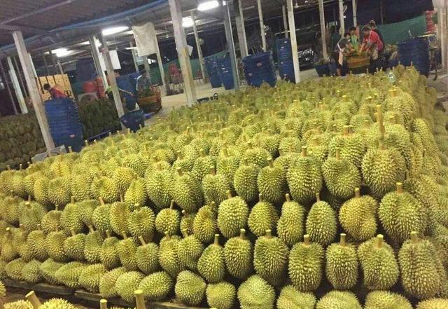泰国榴莲大量滞销，卖不出去怪中国？再过5年，榴莲市场可能变天