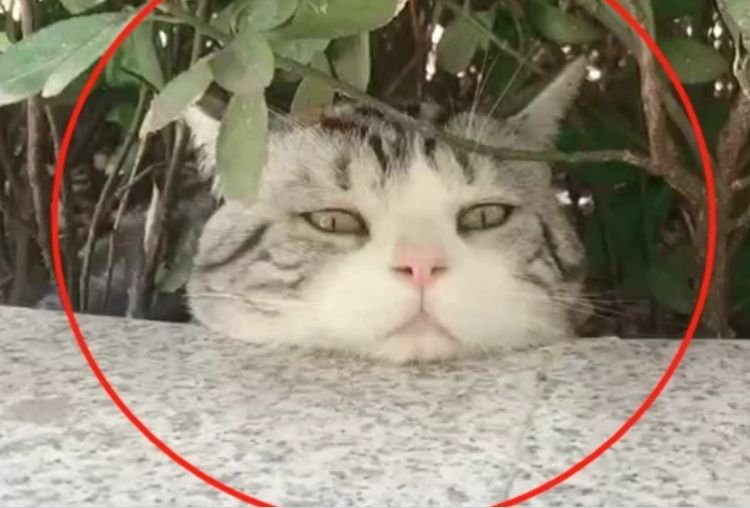 猫咪“吃醋”躲了起来，主人喂东西也不理，主人笑喷