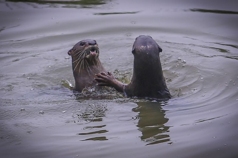 What does it mean for otters to be spotted in urban KL?