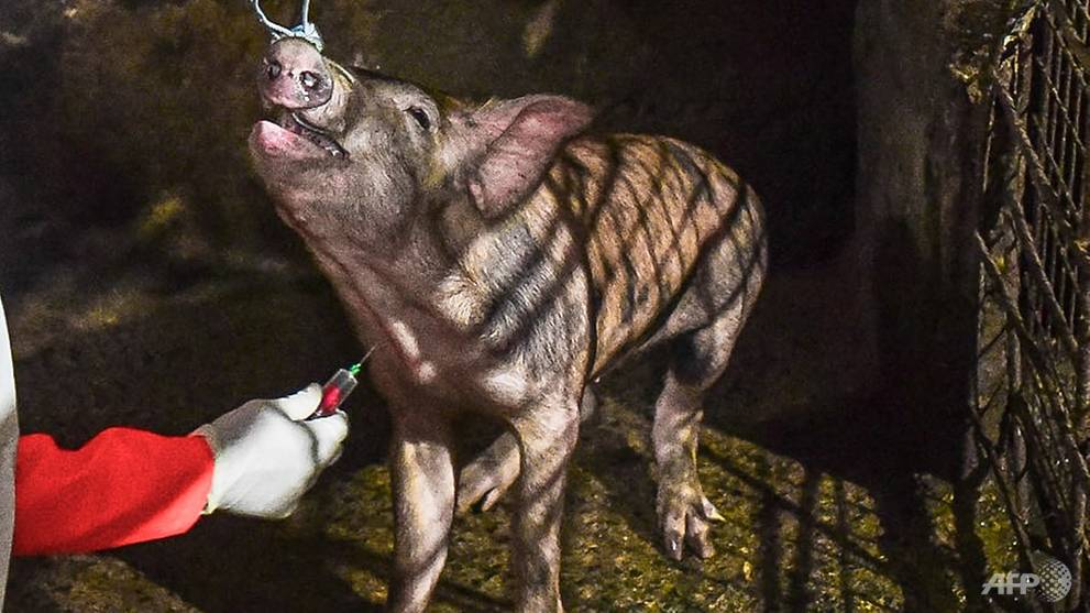 Philippines reports more African swine fever outbreaks