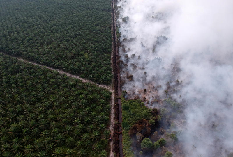 Palm oil, pineapples threaten SE Asia's indigenous lands