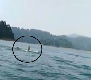 Wild Elephant Spotted Enjoying A Dip At A Lake In Terengganu