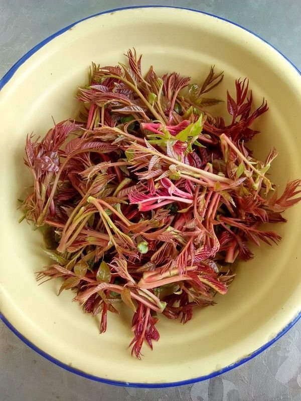 九九节气到了，此种野菜要吃，养发生发又补肾，我家隔三差五吃