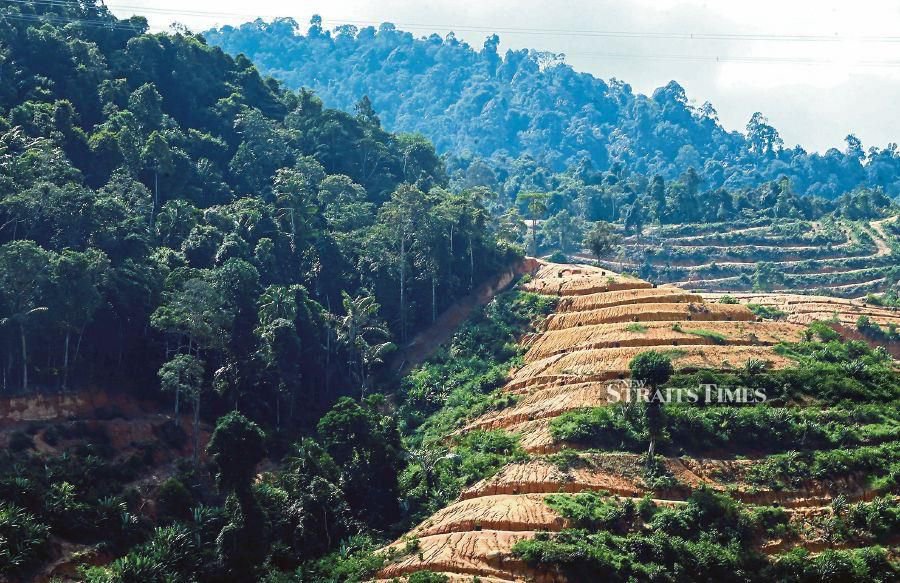 Logging areas reduced since 1996