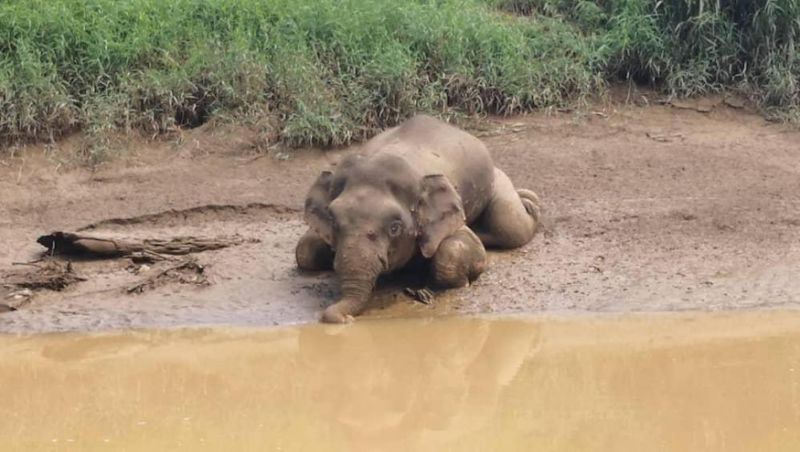 Plantation guard arrested over latest elephant killing in Sabah