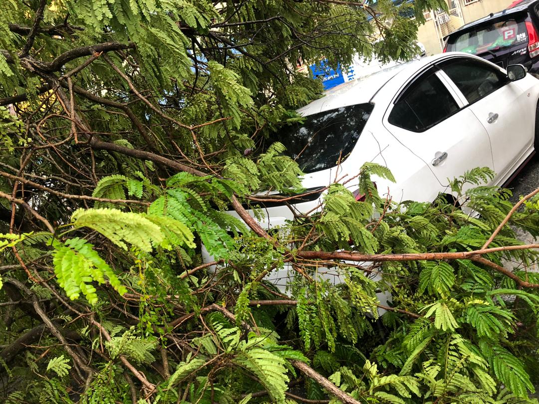 狂风暴雨突袭　槟岛多地树倒