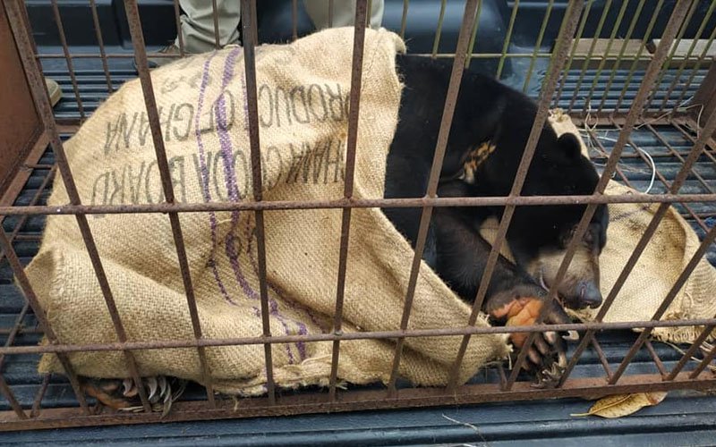 Another sun bear rescued in Sarawak after tip-off