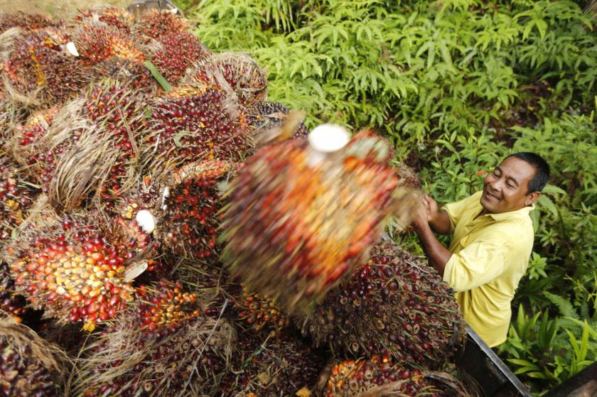 Malaysia says EU’s palm oil ban is face of free trade duplicity