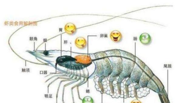 大虾头部是“屎”还是“黄”？很多人傻傻分不清，这么多年白吃了
