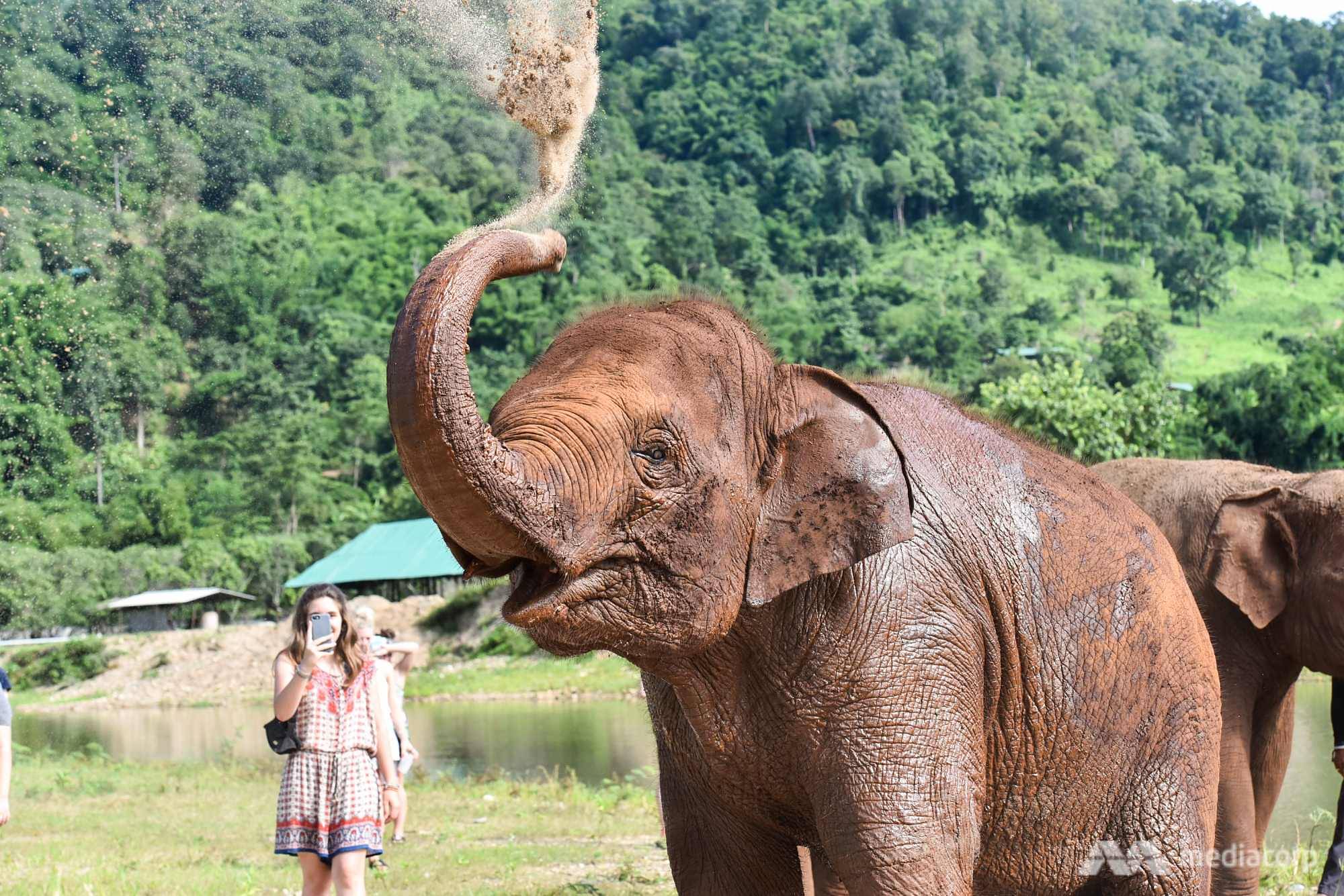 Beasts of burden: A young elephant's journey to salvation
