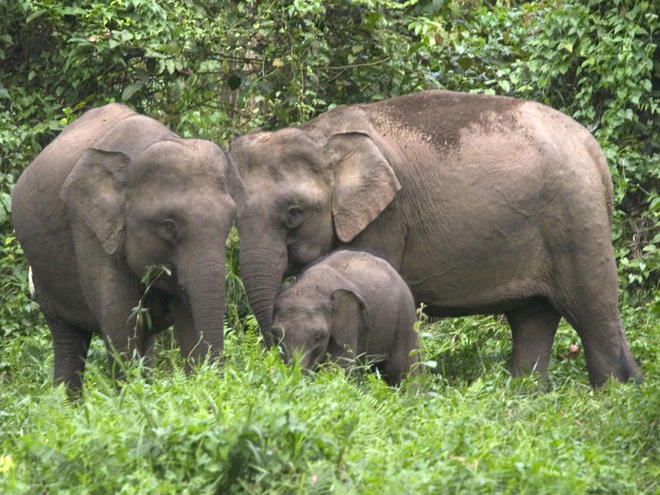 Confirmed: Dead elephant found in Sabah river killed for tusks by poachers