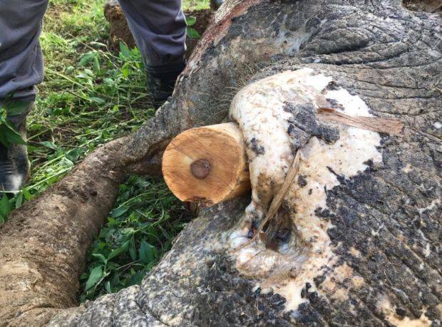 Elephant killer informant to be rewarded as promised