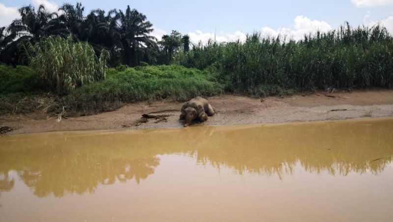 Bounty on elephant poachers rises to RM30,000 as UK group pitches in