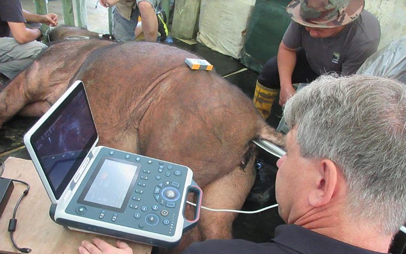 Egg cell harvest may help save Sumatran rhino