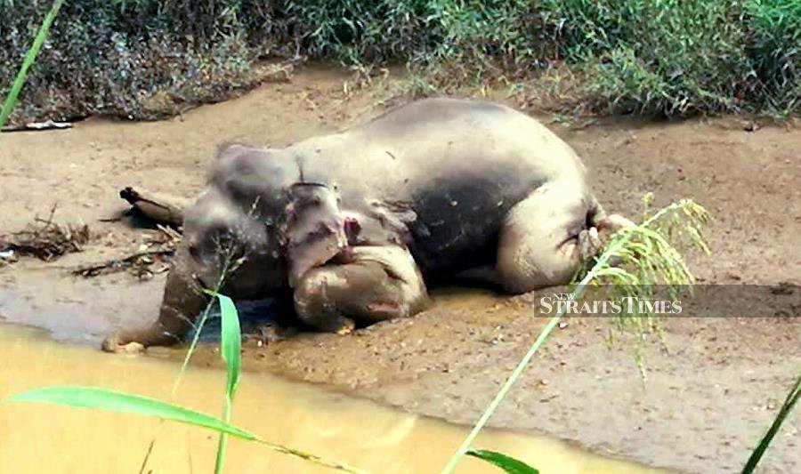 Reward for capture of pygmy elephant poachers now stands at RM20k