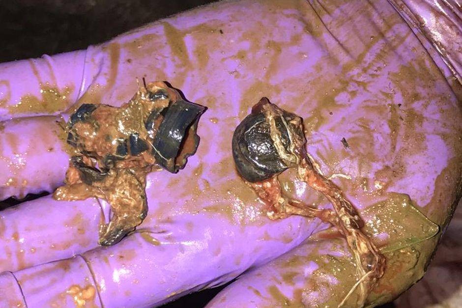 RM20,000 reward for info on pygmy elephant’s killers
