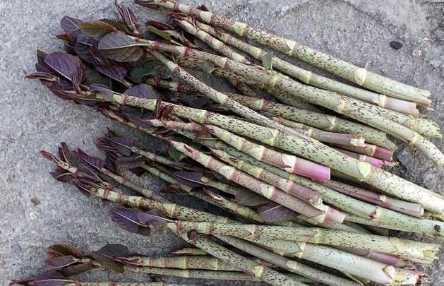 这种药材被当作野草，25年前农村很多，小孩子当零食，大人当菜