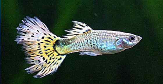 Types of Guppies (Including Fancy Varieties) Plus Guppy Care Guide