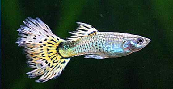 guppy fish types