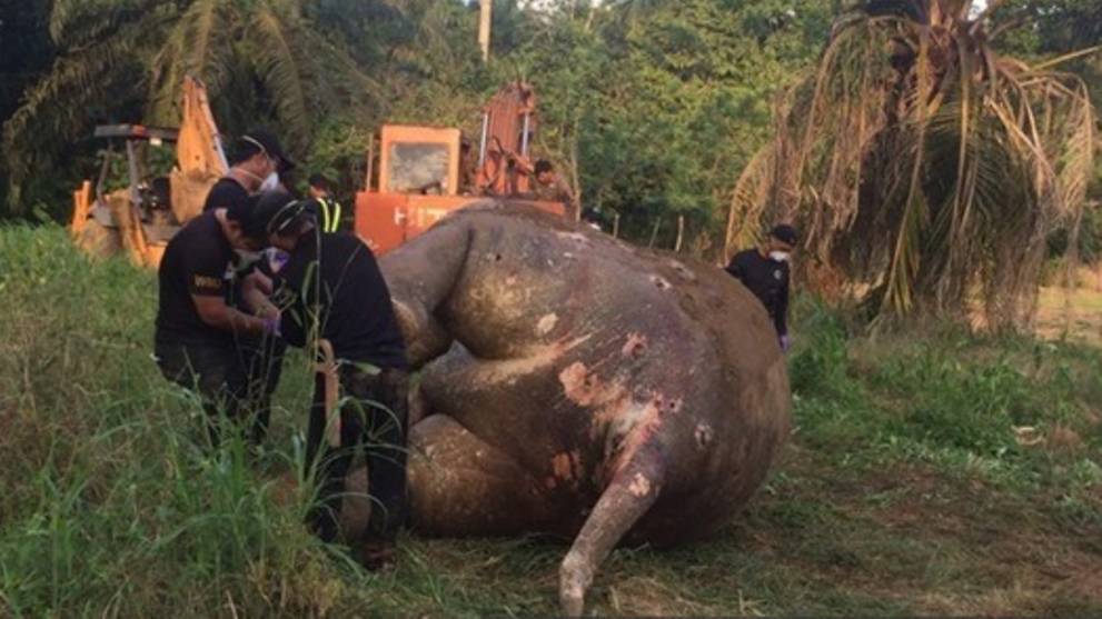Malaysia arrests four, seizes guns over elephant killing